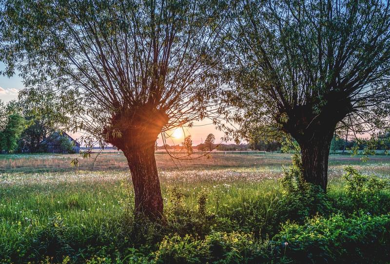 Analiza powieści O czym szumią wierzby