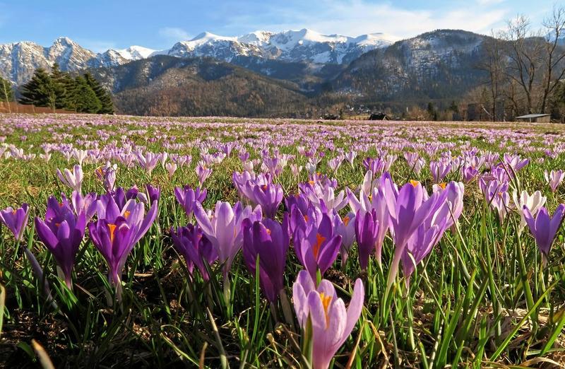 Inspiracje z przyrody w poezji