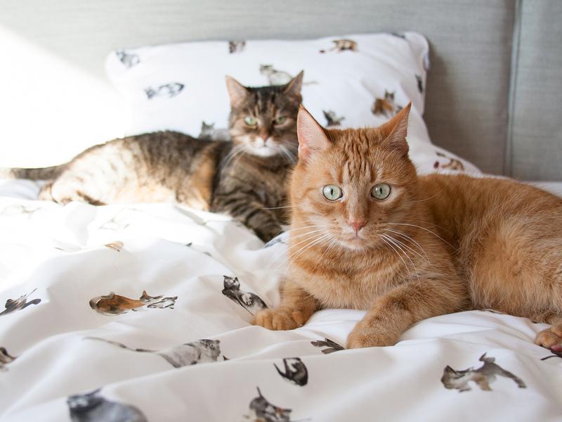 Literatura o zwierzętach