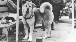 Historia Hachiko: Pies, który czekał – wzruszająca opowieść w książce