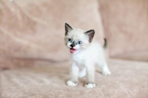 Odkryj magię: najlepsze książki o kotach, które musisz przeczytać