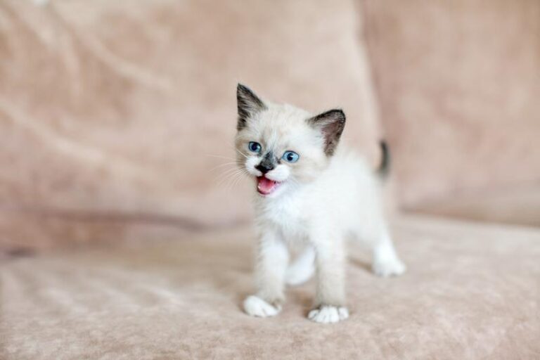 Odkryj magię: najlepsze książki o kotach, które musisz przeczytać