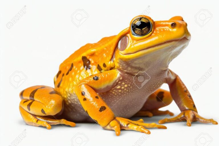 Wiersz o żółtej żabie, która smakowała żur w niezwykłych okolicznościach