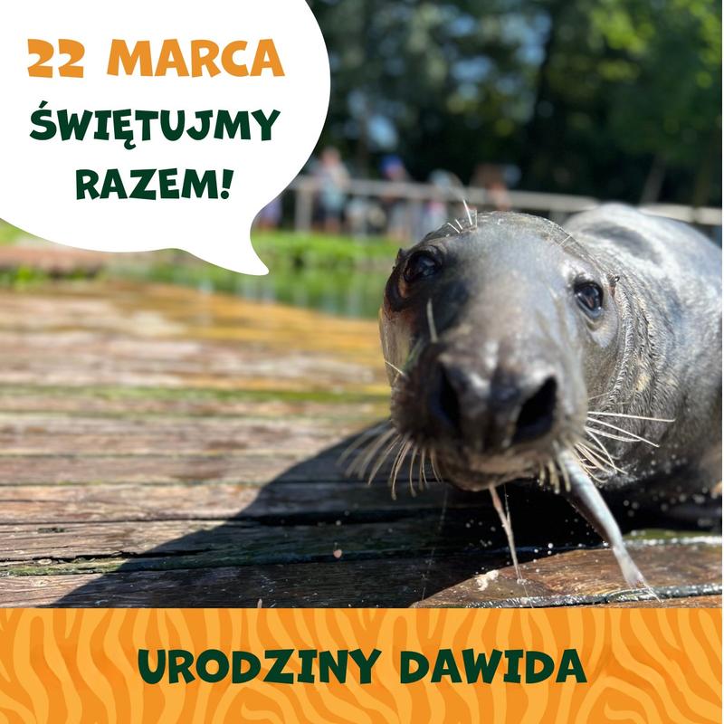 Zabawne przygody foczki w pięknym wierszu