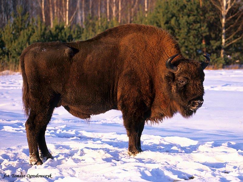 Symbol natury i polskiego krajobrazu