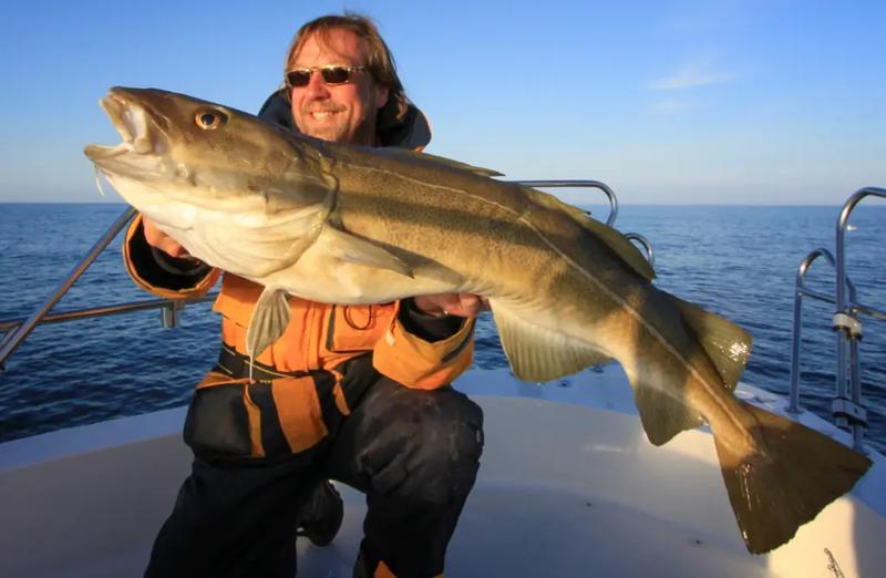 Dorsze w poezji – niezwykły opis wiersza o morskiej tajemnicy