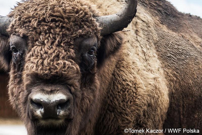 Odkryj magię żubra w wierszach polskiej poezji