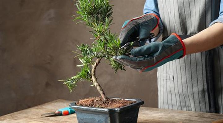 Rośliny w sztuce: symbole życia i transformacji