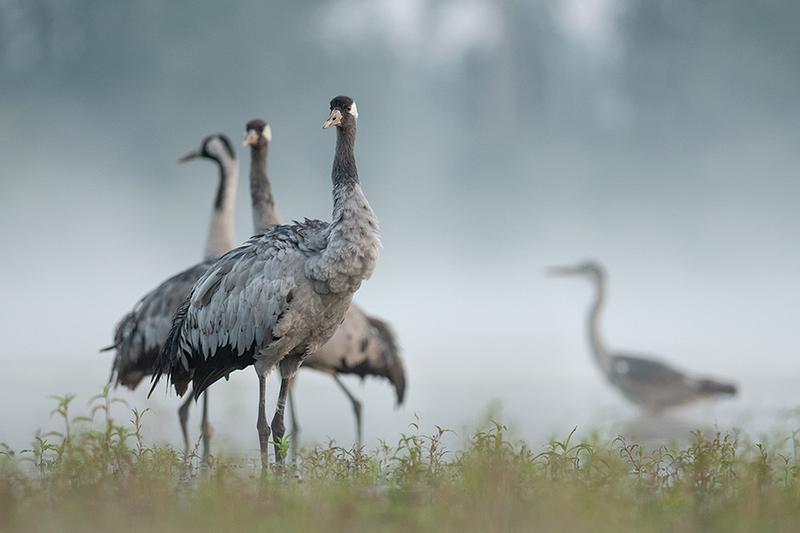 Analiza wiersza Żuraw i Czapla