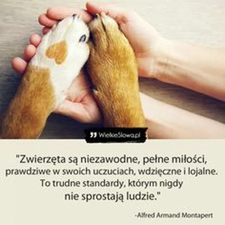 Mądre myśli, które inspirują do pomocy zwierzętom: cytaty, które poruszają serca
