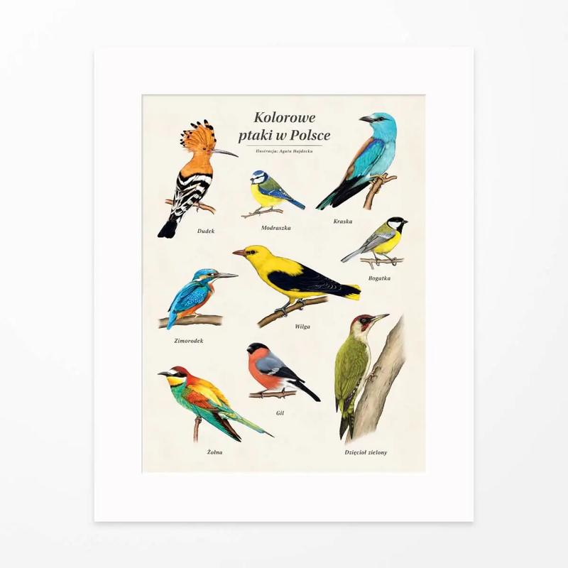 Birdwatching w polskiej literaturze