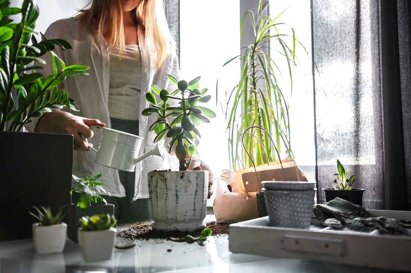 Pielęgnacja roślin doniczkowych