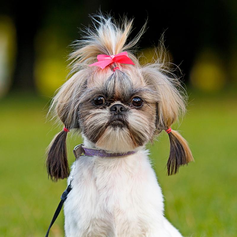 Pielęgnacja shih tzu