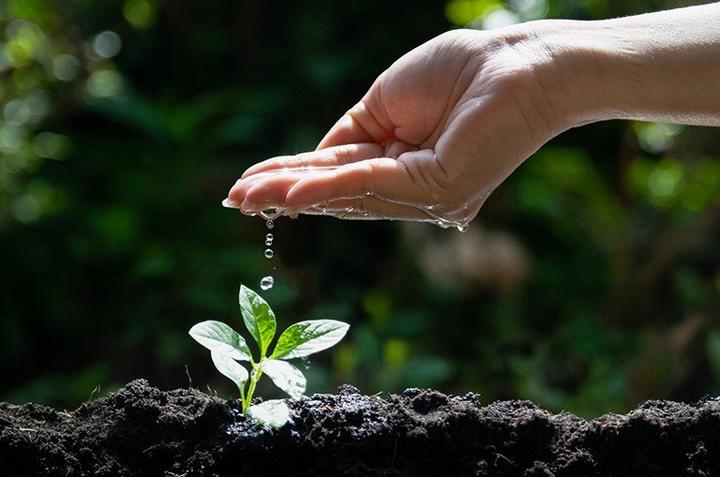 Techniki pielęgnacji roślin