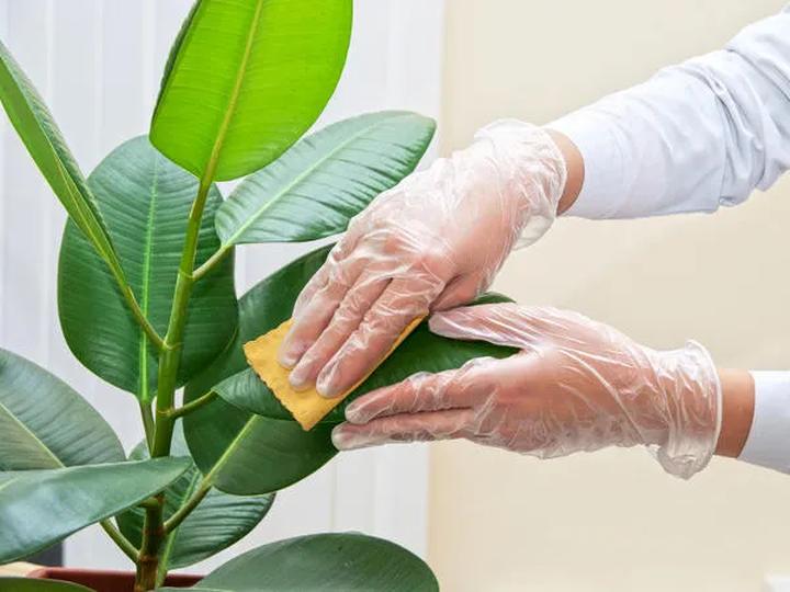 Magiczny świat: Odkryj sekrety pielęgnacji roślin doniczkowych w najlepszej książce