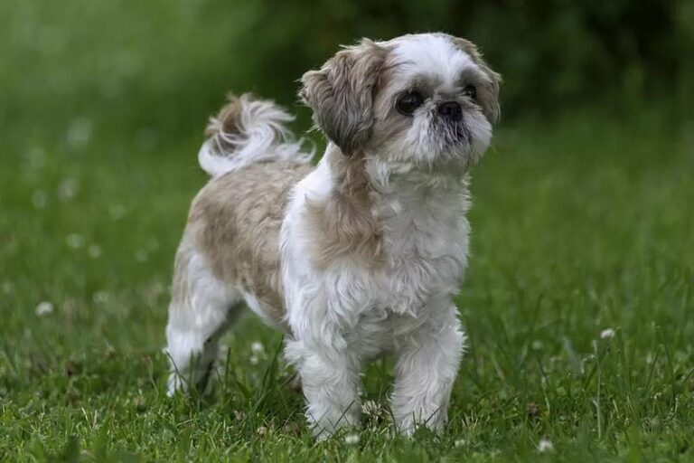 Odkryj prawdziwy świat shih tzu – fascynująca książka pełna niesamowitych faktów i porad