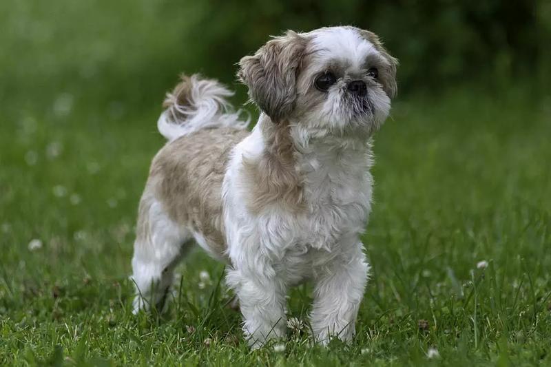 Odkryj prawdziwy świat shih tzu – fascynująca książka pełna niesamowitych faktów i porad